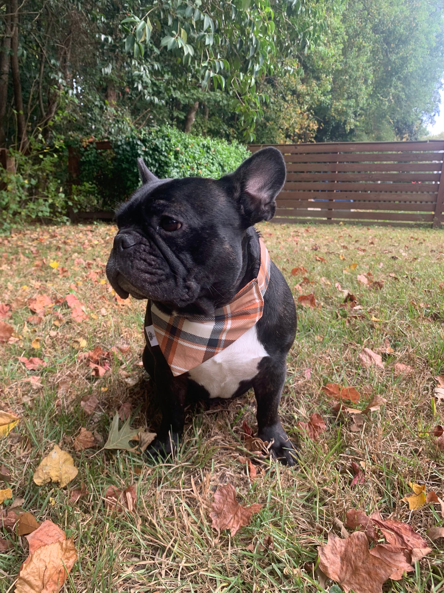 Rustic Plaid - Pet Bandana