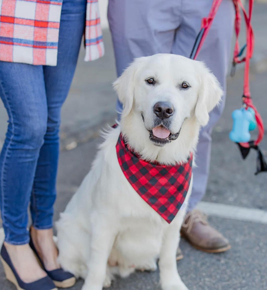 Red and Black Buffalo Check - Pet Bandana