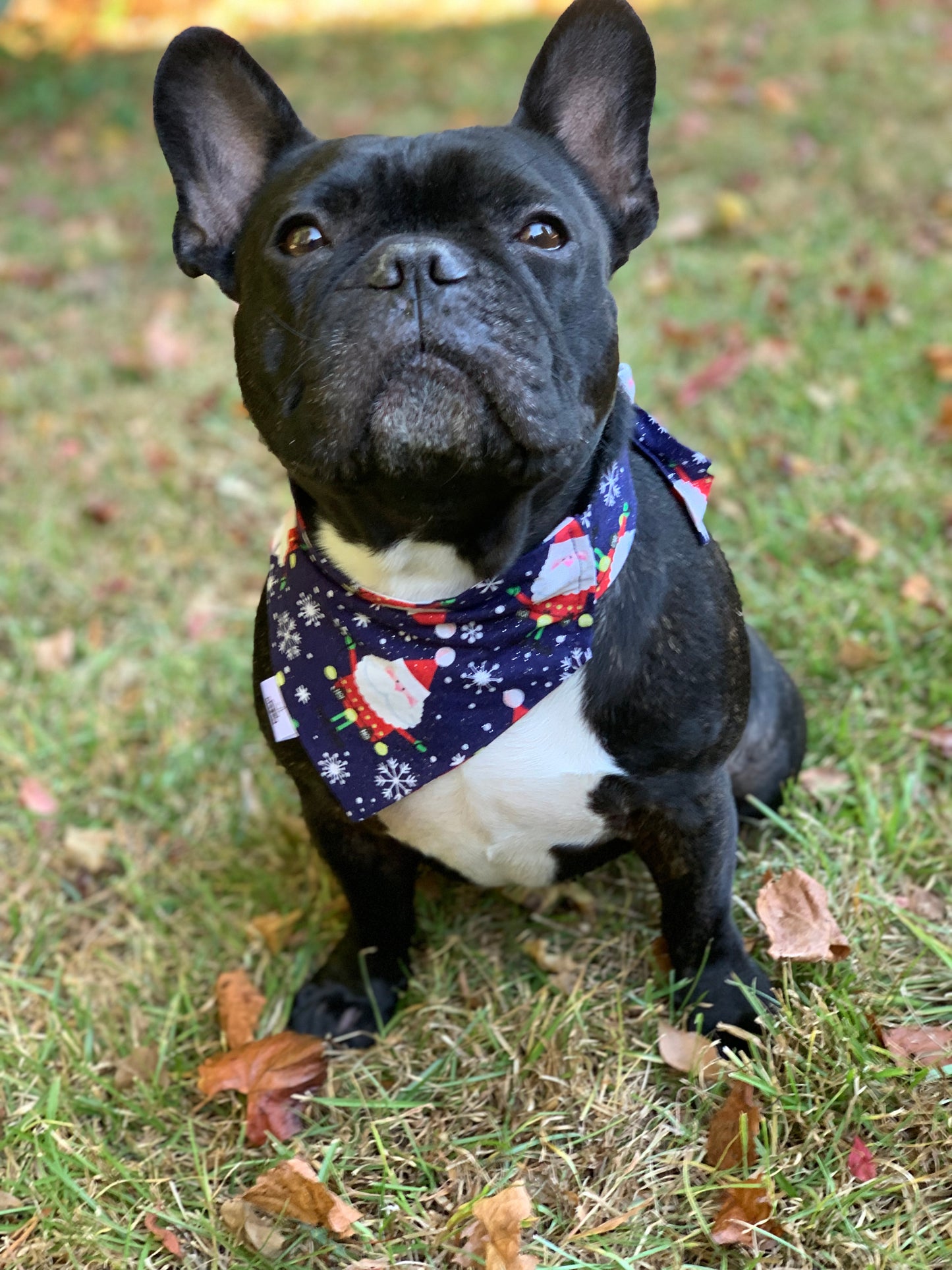 Sparkly Santas on Blue - Pet Bandana