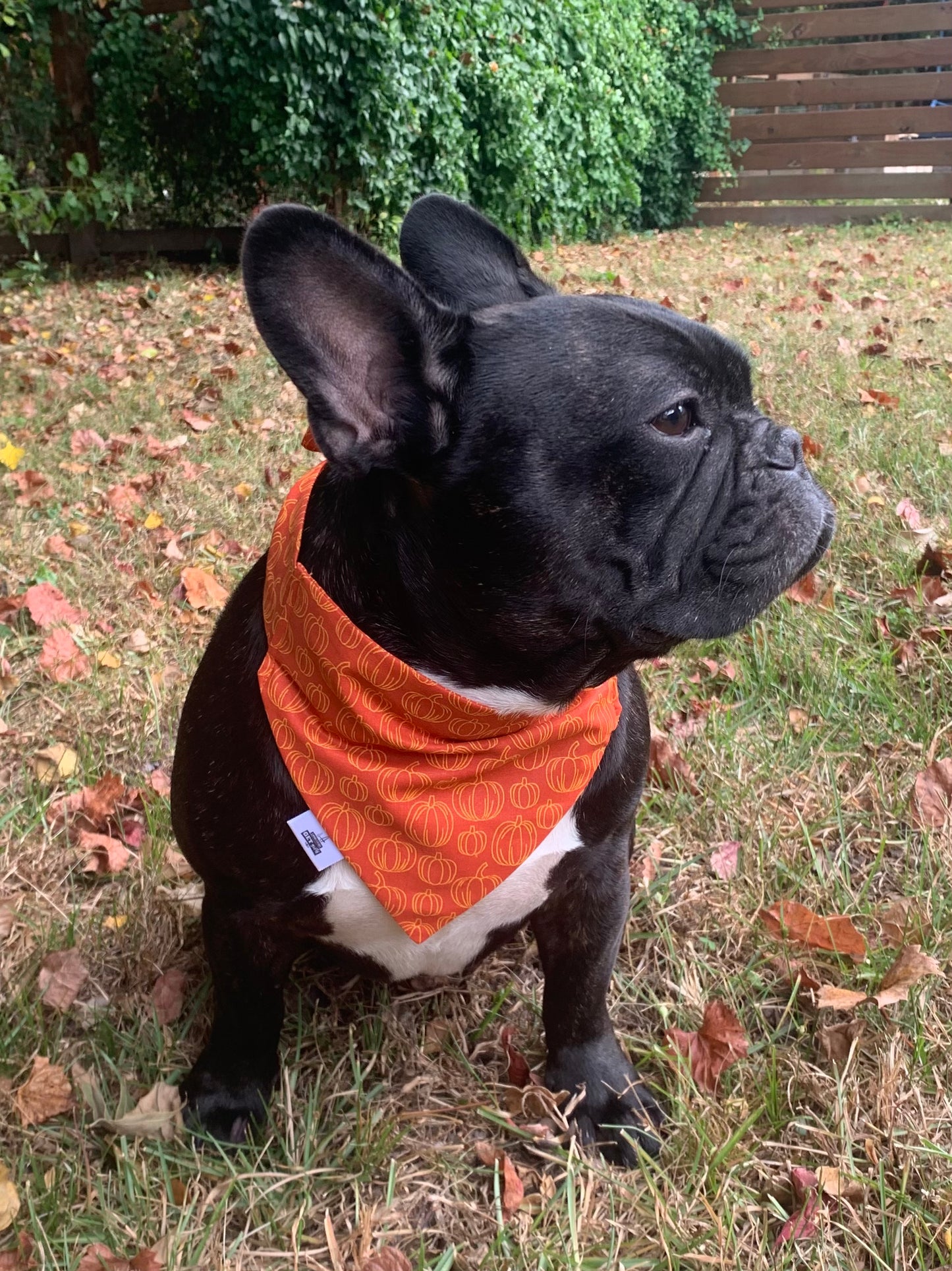 Pumpkin Patch - Pet Bandana