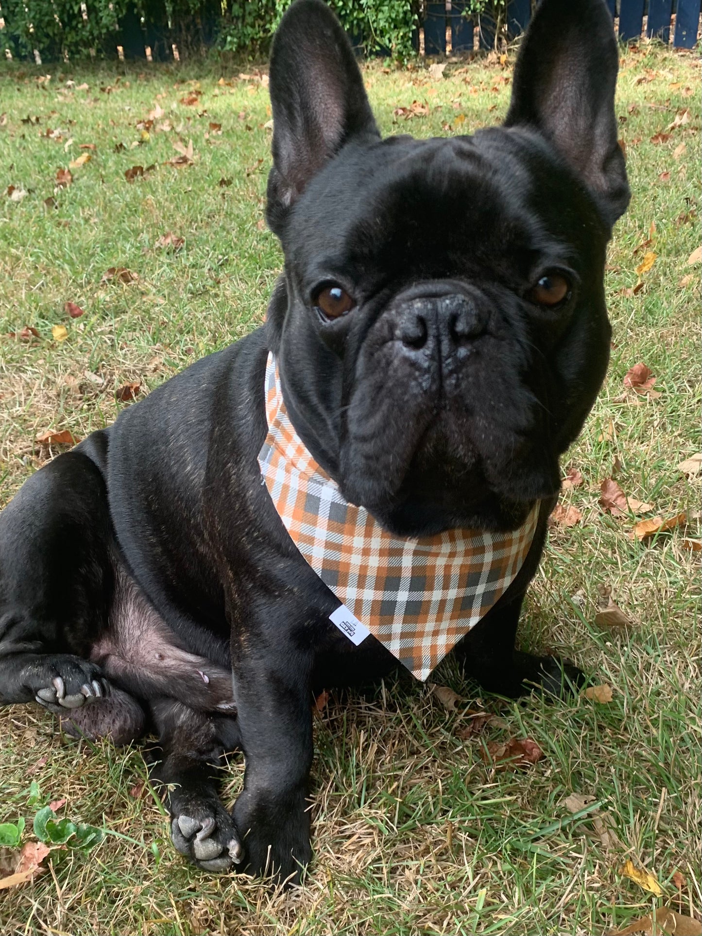 Pumpkin Pie Plaid - Pet Bandana