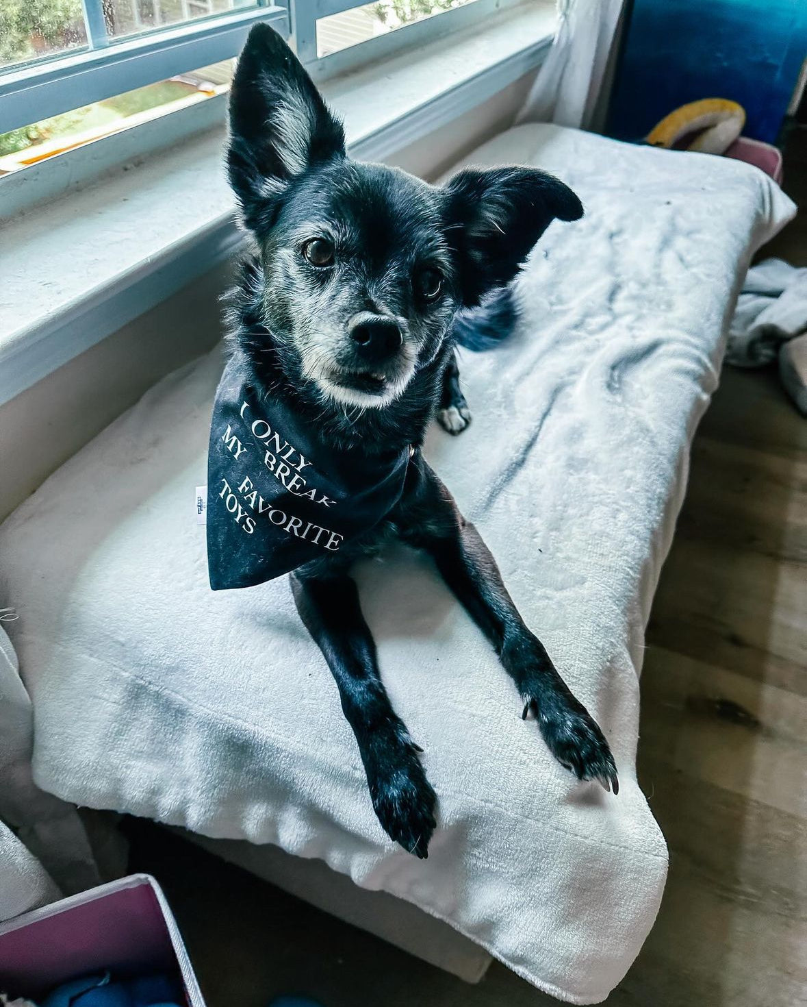 My Favorite Toys - Pet Bandana