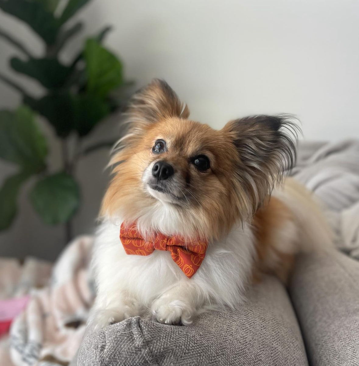 Pumpkin Patch - Pet Bow Tie