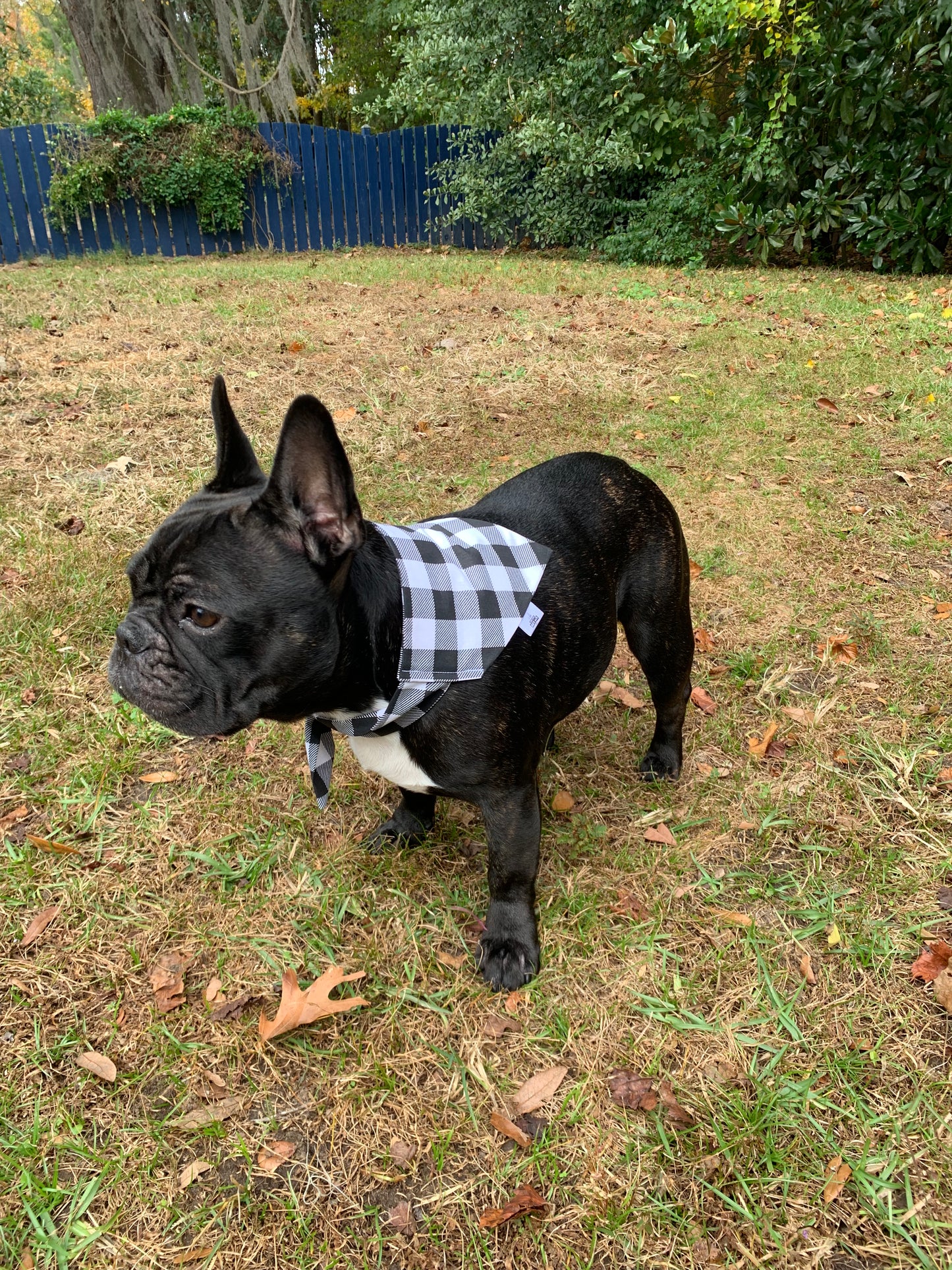 Black and White Buffalo Check - Pet Bandana