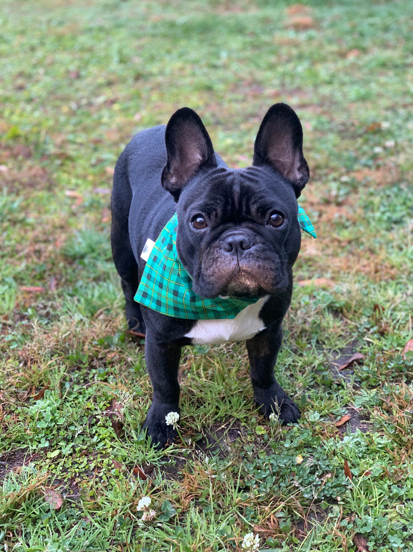 Green Plaid - Pet Bandana