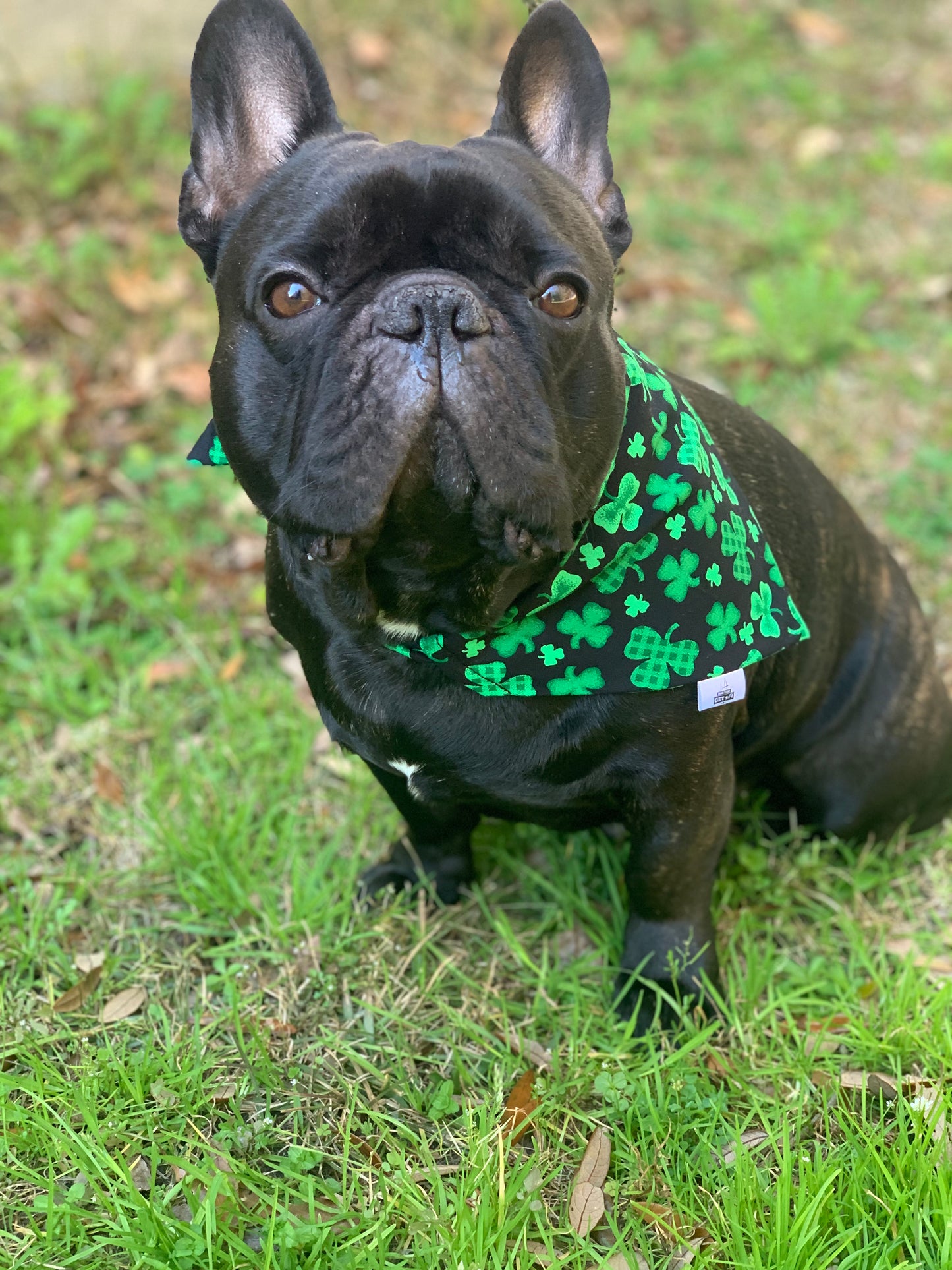 Clovers on Black - Pet Bandana