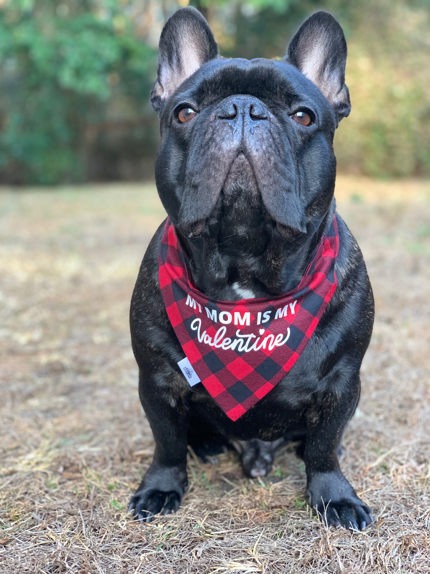 My Mom Is My Valentine - Pet Bandana