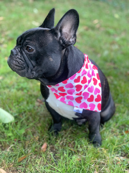 Hearts on White - Pet Bandana