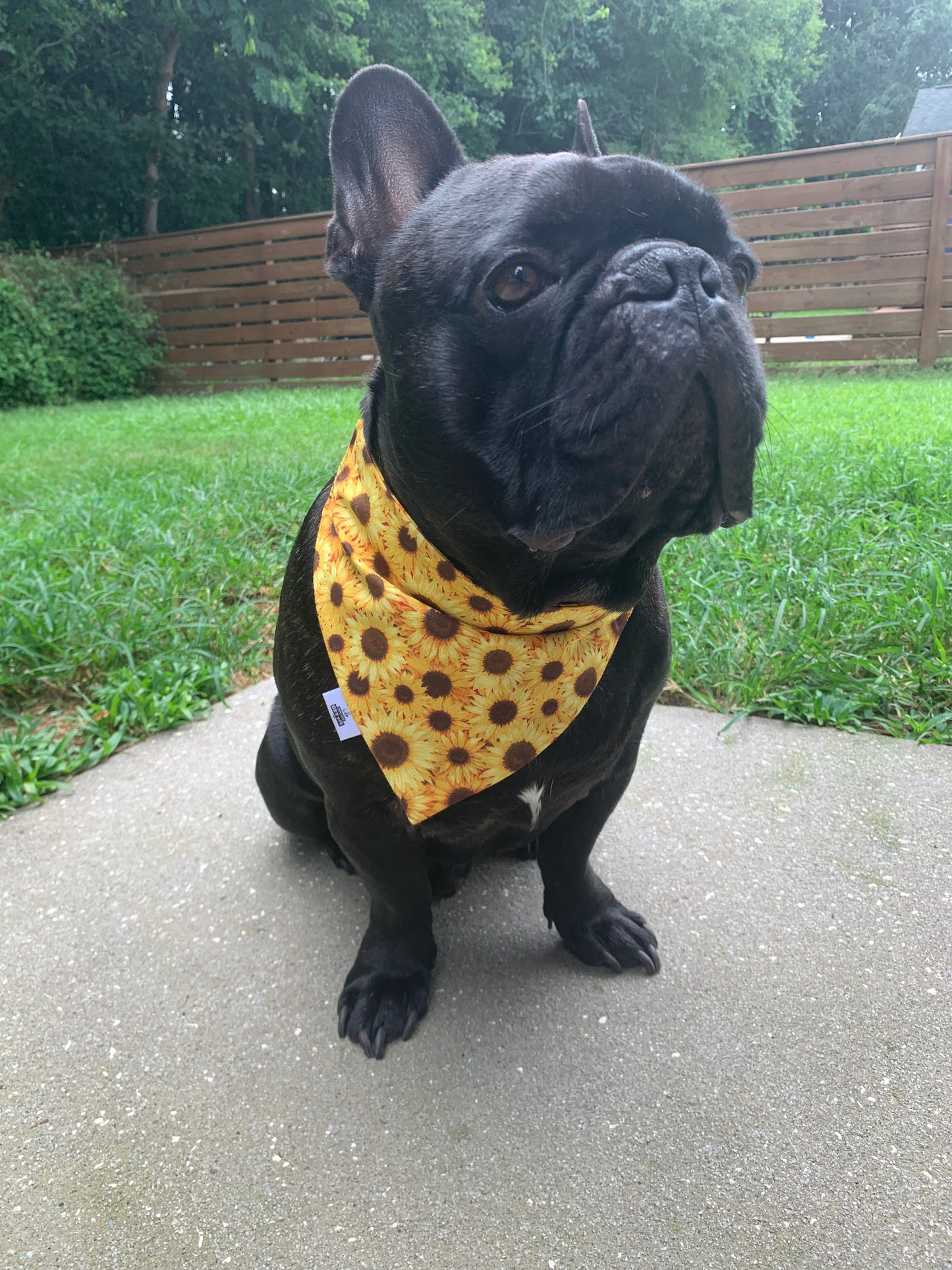 Harvest Sunflowers - Pet Bandana