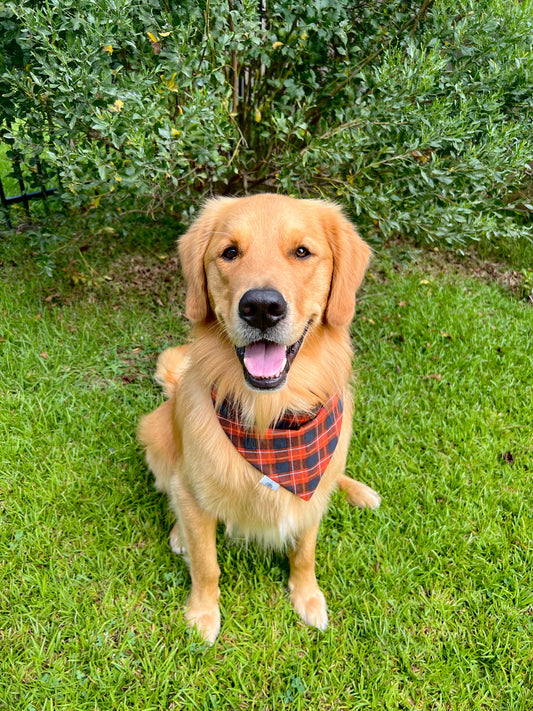 Harvest Plaid - Pet Bandana