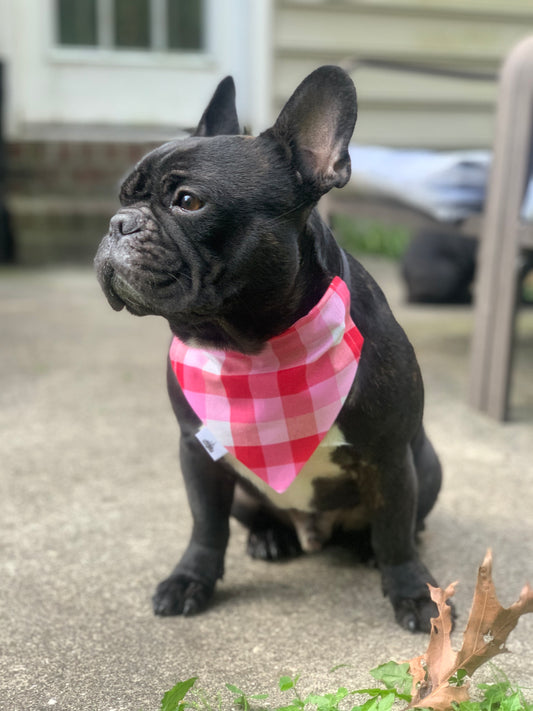 Pink and Red Check - Pet Bandana