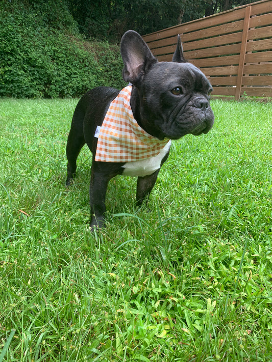 Autumn Gingham - Pet Bandana