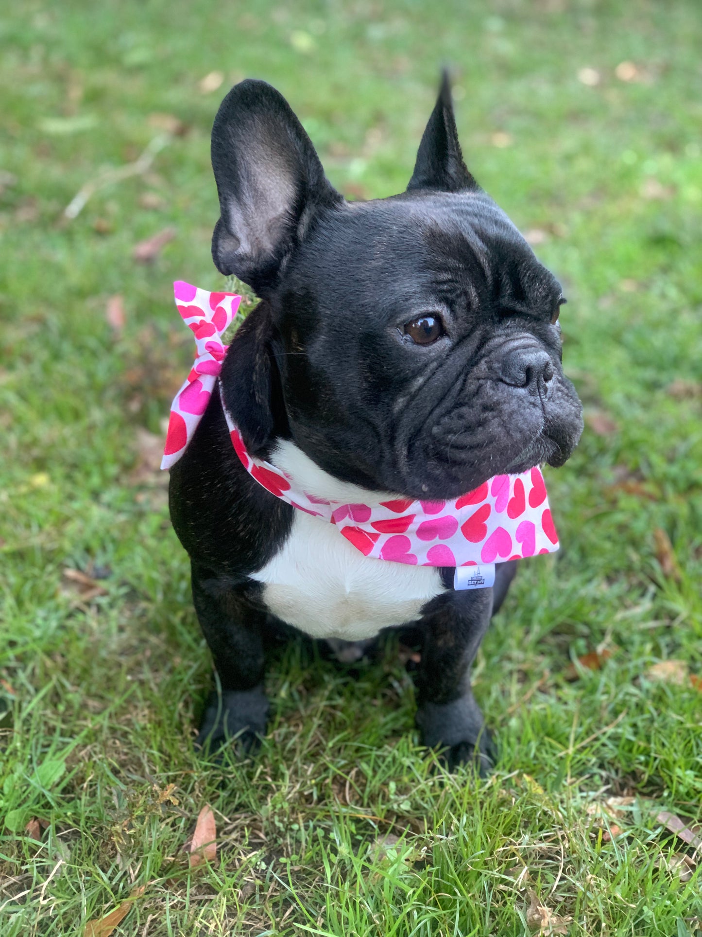 Hearts on White - Pet Bandana