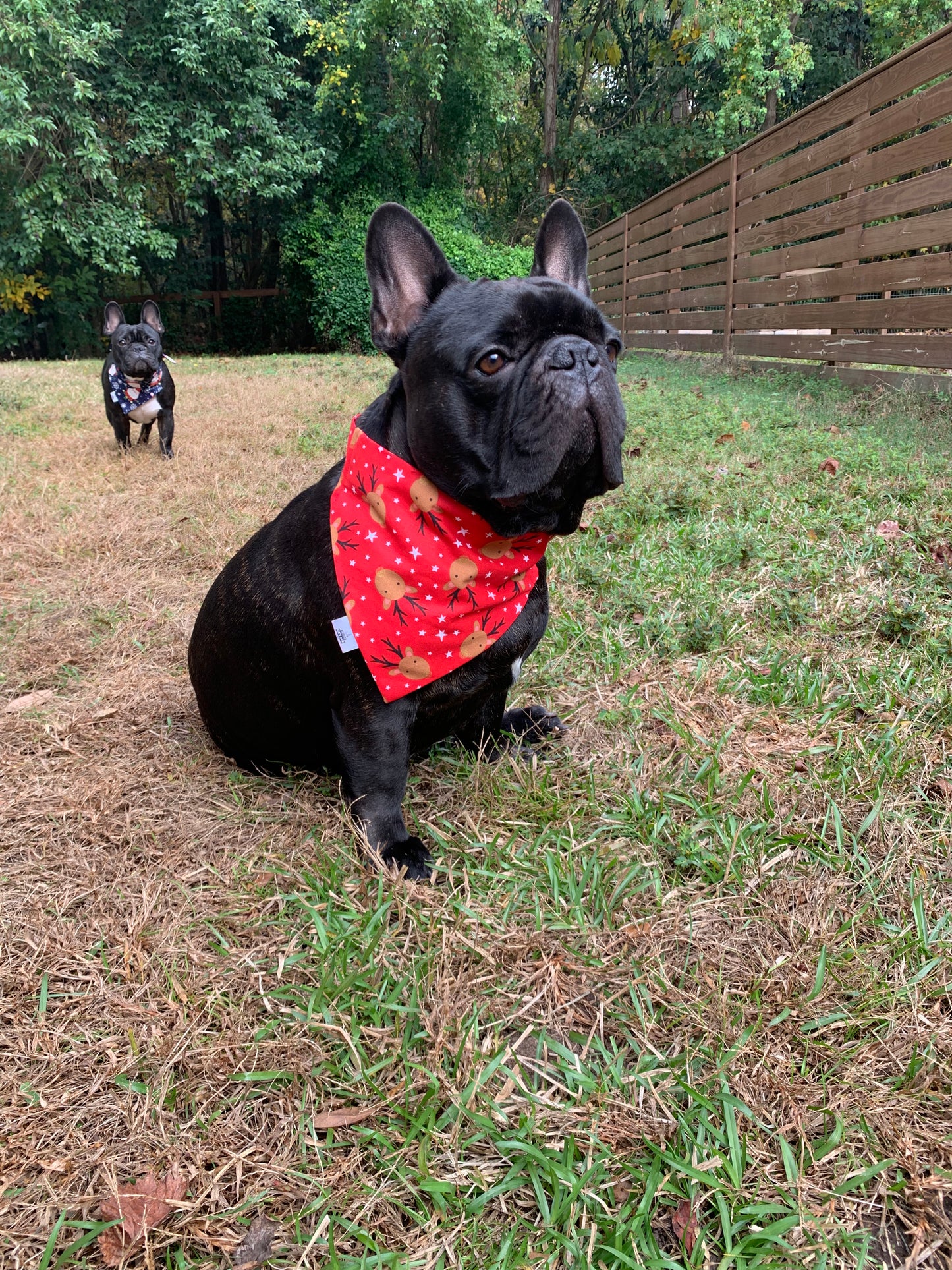 Reindeer on Red - Pet Bandana