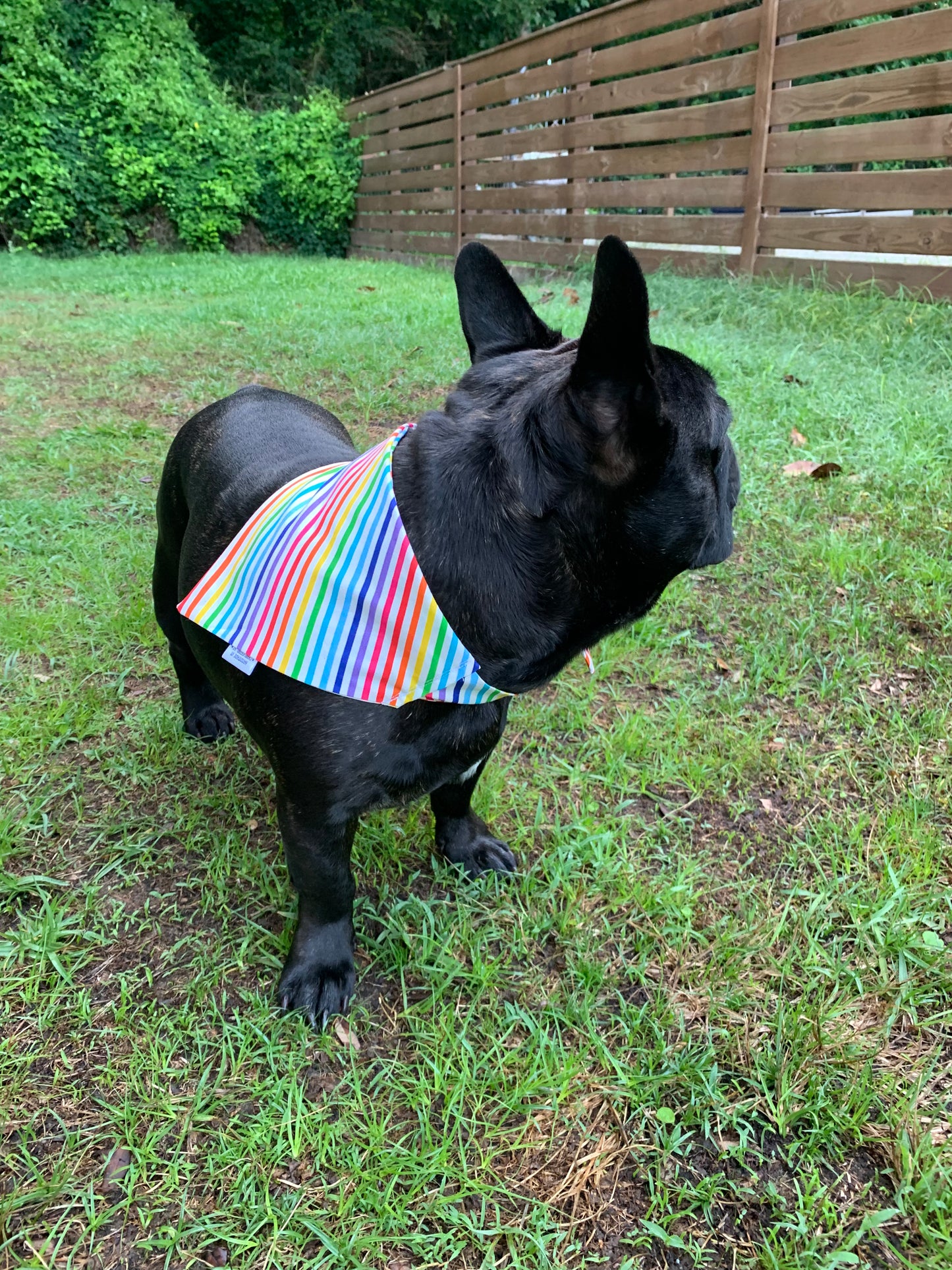 Rainbow Stripes - Pet Bandana