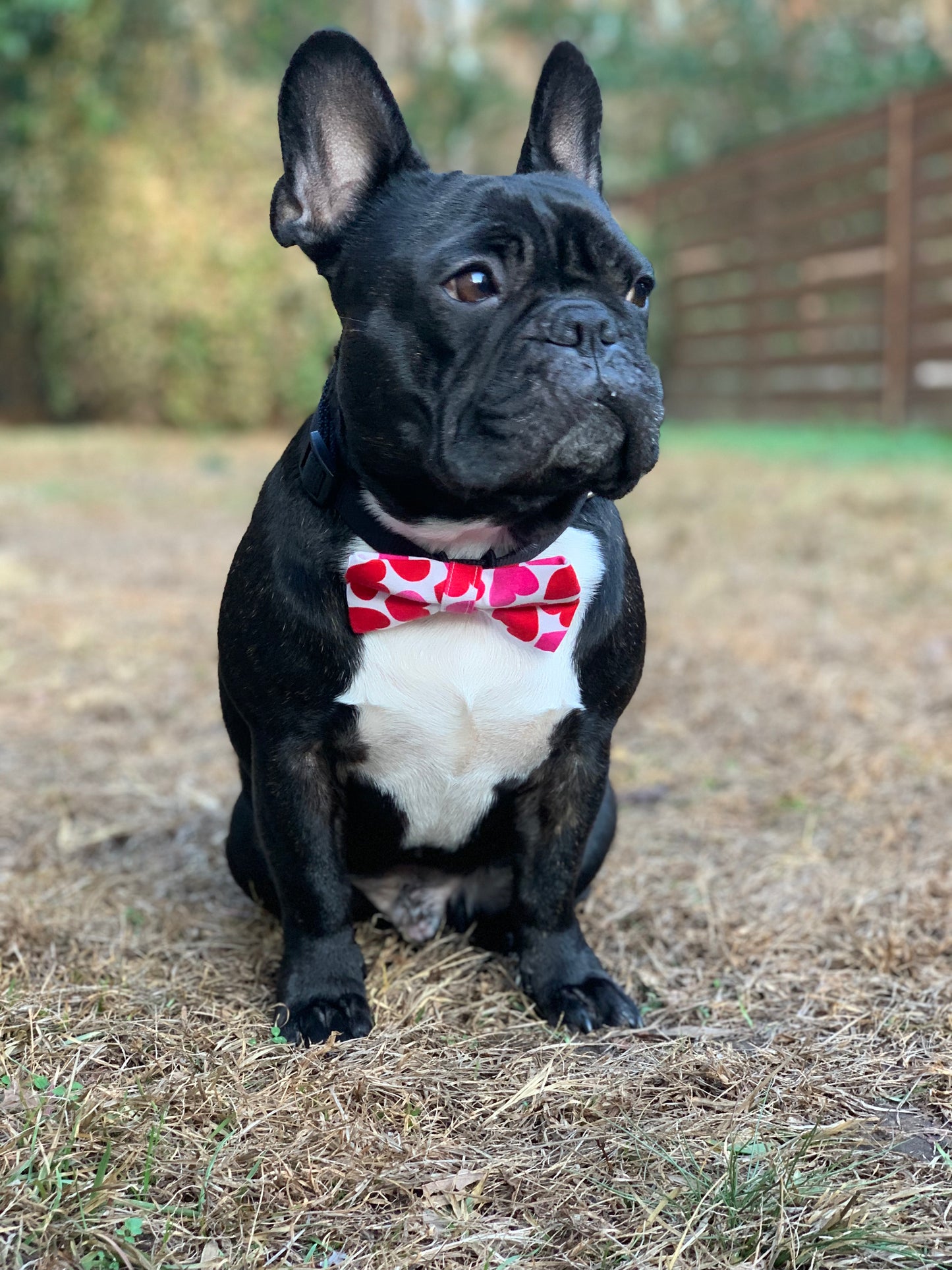 Hearts on White - Pet Bow Tie