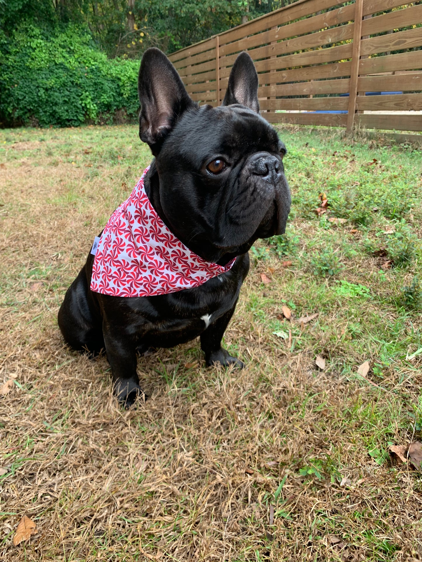 Peppermint Party - Pet Bandana