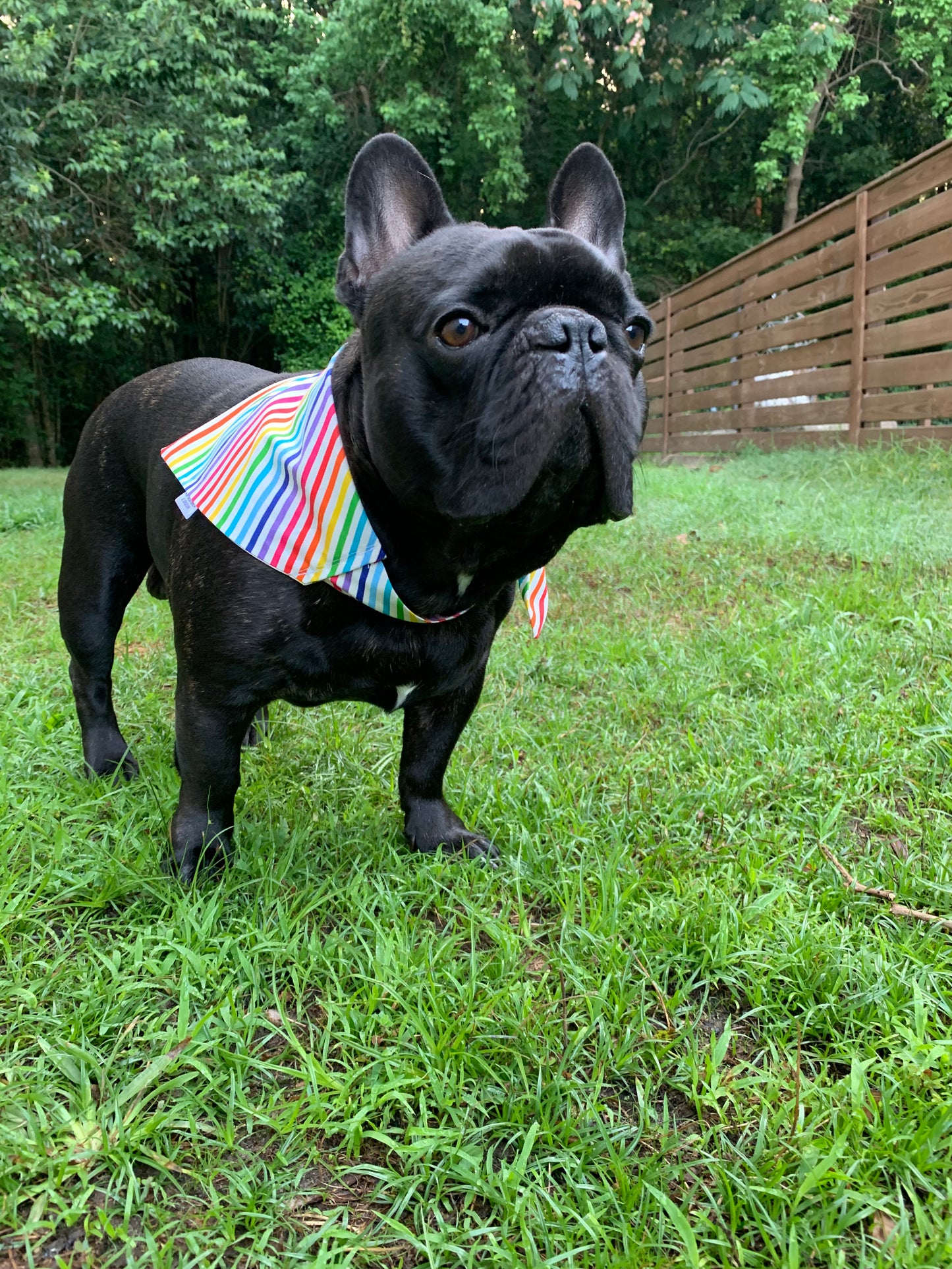 Rainbow Stripes - Pet Bandana