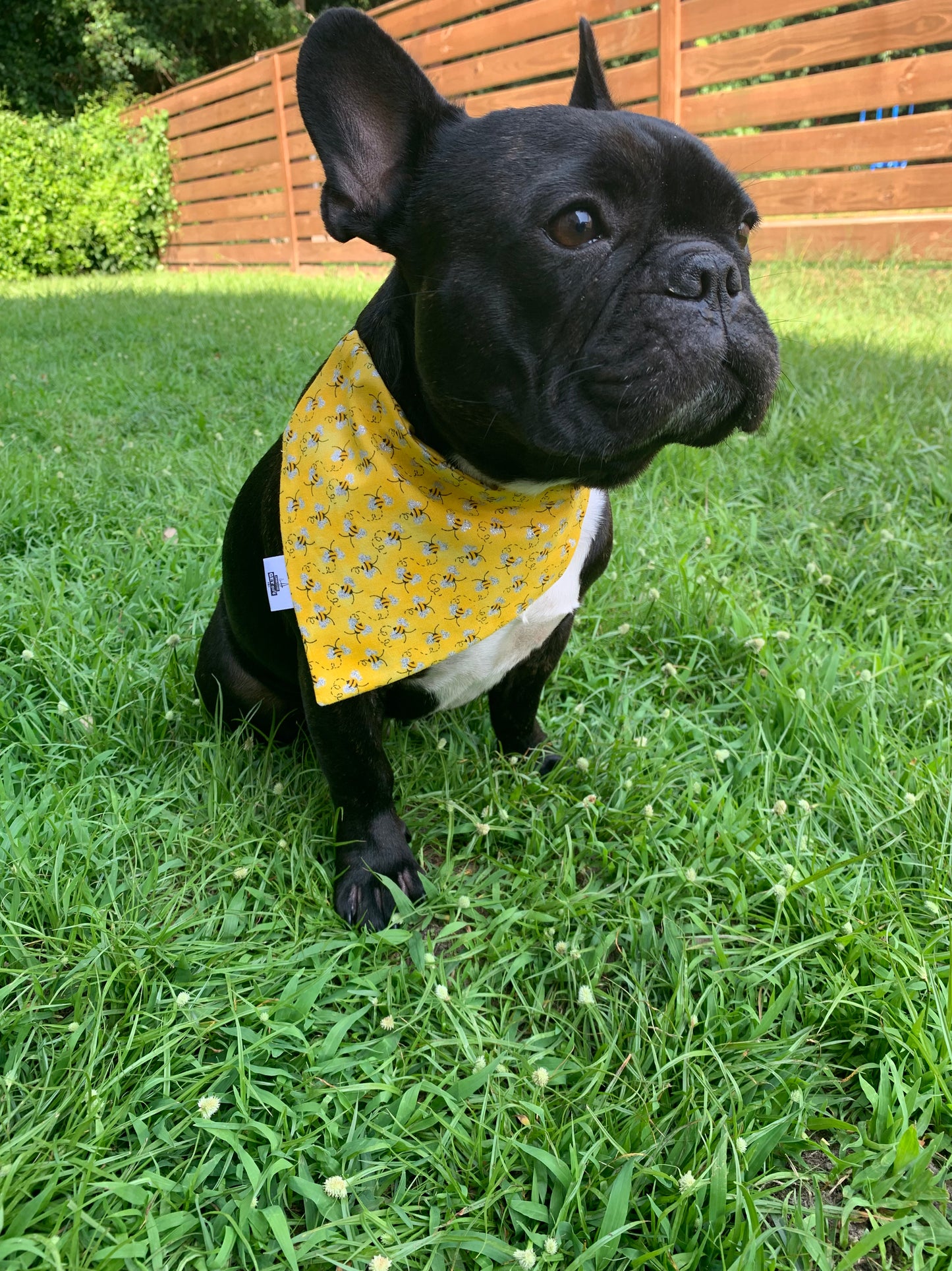 Sparkly Bees - Pet Bandana