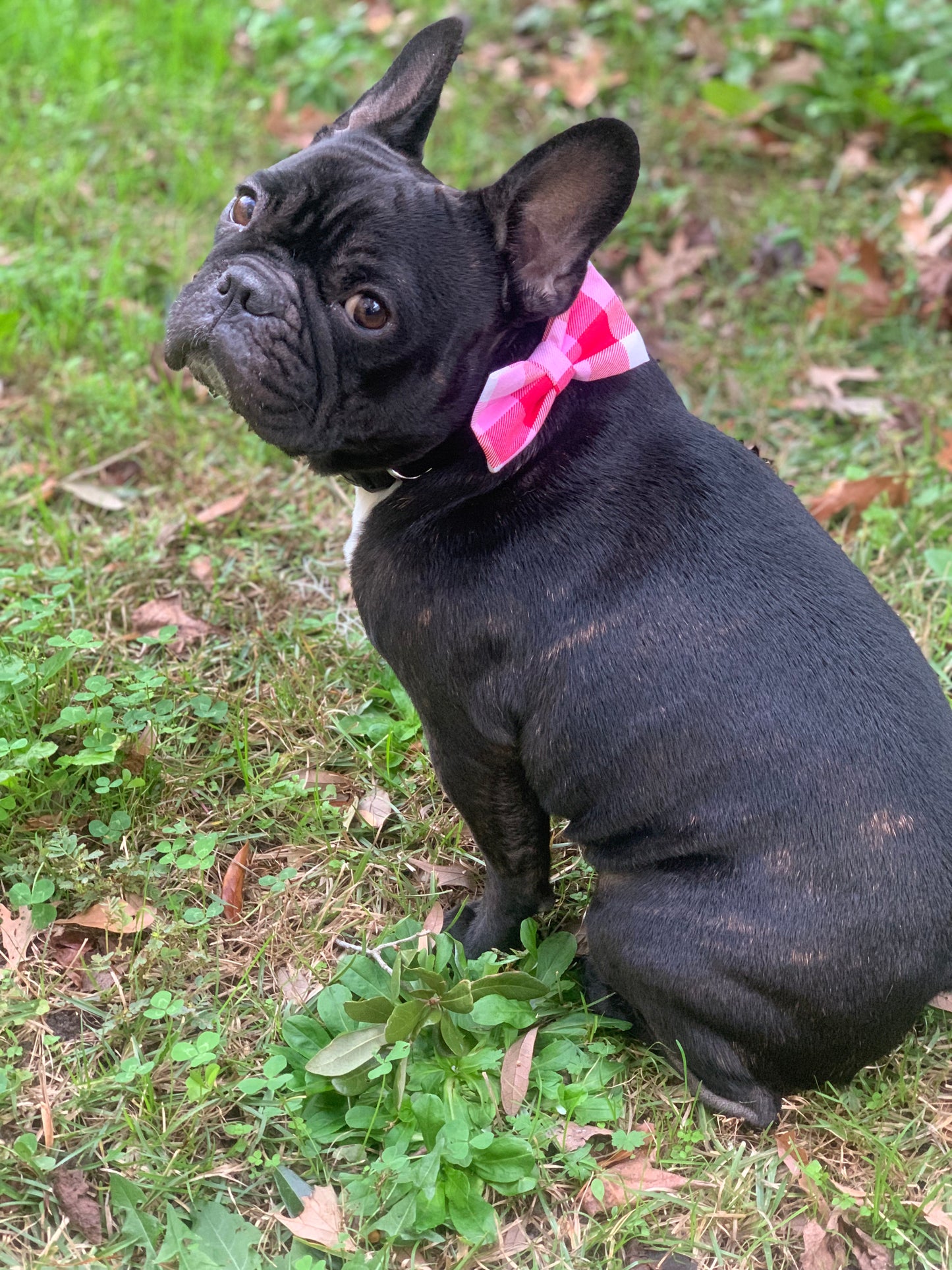 Pink and Red Check - Pet Bow Tie